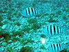 Fernando de Noronha Snorkeling