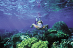 Maui Snorkeling Tours from Maui Tours