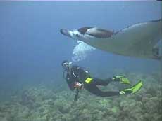 Manta rays were a common sighting in Maui.