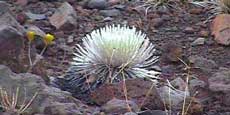 Native Silversword grows only on Haleakala