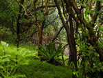 Maunalei Hike