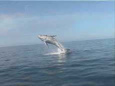 Humpbacks abound in Maui