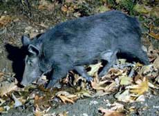 Feral Pig