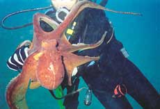 Handling an octopus on one of our dives