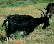 Feral Goat