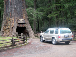 The Chandelier Drive Thru Tree - Redwoods
