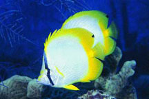 Spotfin Butterfly Fish