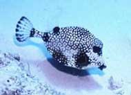 Smooth Trunkfish