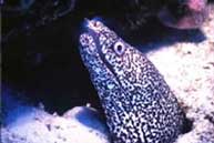 Spotted Moray Eel