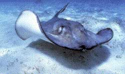 Southern Stingray