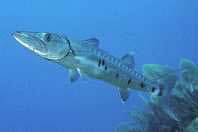 Great Barracuda