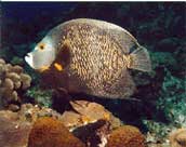 French Angelfish