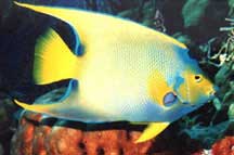 Queen Angelfish