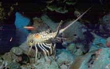 Caribbean Spiny Lobster