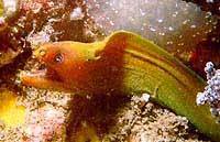 Green Moray