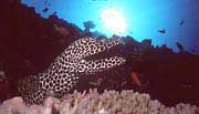 Spotted Moray Eel