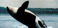 Killer Whale