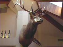 The Roosevelt Elk Head Mounted at Elk Cove's Tasting Room